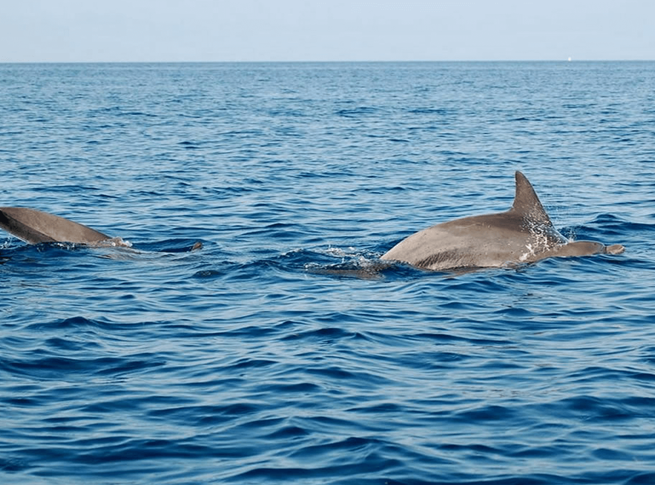 Blue Safari & Snorkeling